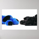 Search for black white cockapoo Poodle