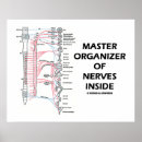 Search for nervous system posters Nerves