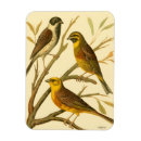 Search for perching magnets Tree