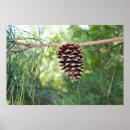 Search for pine cone posters Outdoors