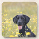 Search for loyalty coasters Nature