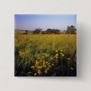 Search for tallgrass Usa