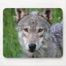 Search for timber wolf electronics Mammal