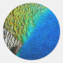 Search for feather stickers Colourful