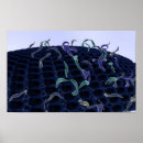 Search for magnifying posters Magnification