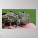 Search for doves posters Birds