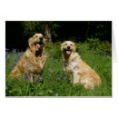 Search for retreiver postcards Panting