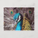 Search for blue peacock bird postcards Peahen