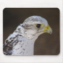 Search for falconry mousepads Falconer
