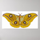 Search for vintage moths posters Insect