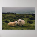 Search for sheep posters Wales