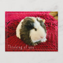 Search for cavy postcards Rodent