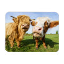 Search for funny cow magnets Agriculture