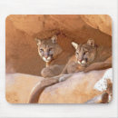 Search for cougar mousepads Cats