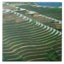 Search for terraces home living Rice terrace