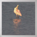 Search for roseate spoonbill posters Wildlife