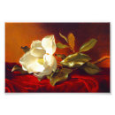 Search for vintage magnolia posters Martin johnson heade