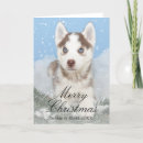 Search for husky christmas cards Snowflake