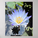 Search for lillies art Flower