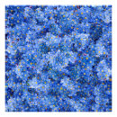 Search for forget me not flower posters Garden