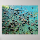 Search for tadpole posters Frogs
