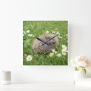 Search for hedgehog clocks Nature