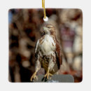 Search for red tail hawk christmas tree decorations Bird