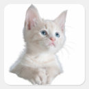 Search for white eyes stickers Cat