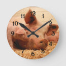 Search for piglet clocks Farm animals