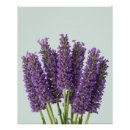 Search for botanical art posters Herb