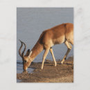 Search for impala postcards South africa