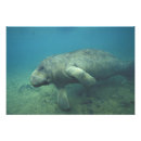Search for endangered art Ocean