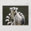 Search for ring tailed postcards Wildlife