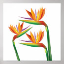 Search for bird of paradise art Tropical
