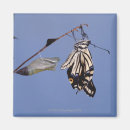 Search for butterfly magnets Nature
