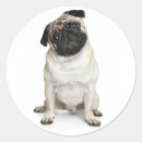 Search for pug puppy stickers Pugs