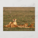 Search for savanna postcards Animal