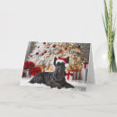 Search for scottish terrier cards Pet