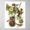 Search for oriole art Audubon