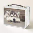 Search for husky lunch boxes Alaskan malamute