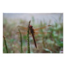 Search for flying insect posters Photography