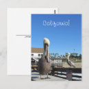 Search for beaks postcards Feathers