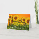 Search for blank sunflower cards Flowers