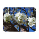 Search for clusters magnets Floral