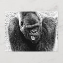 Search for lowland postcards Silverback
