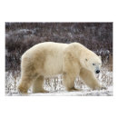 Search for hudsons bay posters Bear