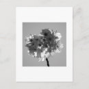 Search for black cherry postcards Blossom