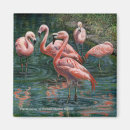 Search for flocking square magnets Tropical