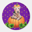 Search for airedales magnets Animal