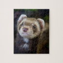 Search for ferret puzzles Pet